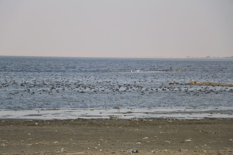 Lake Mouris: A Testament to the Glory of the Pharaohs - محمية قارون