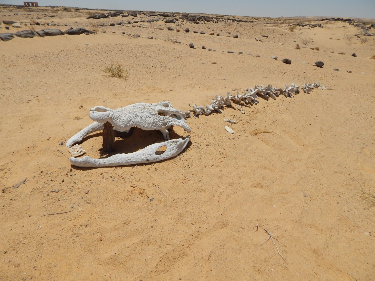 Home - محمية قارون